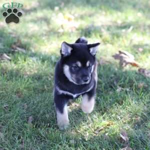 Dash, Shiba Inu Puppy